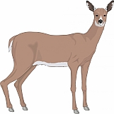Deer 02