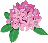 Rhododendron 01