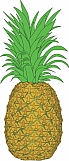 Pineapple 02