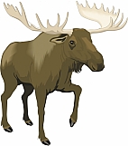 Moose 02