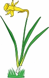 Daffodil 02