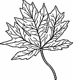 Maple Leaf 01