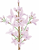 Lilacs 01