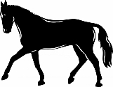 Horse 02