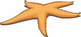 Starfish 02