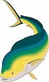 Dolphin 05