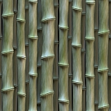 Bamboo 09