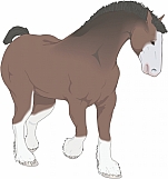 Horse 11