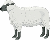 Lamb 02