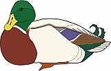 Duck 04