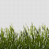 Grass 12