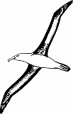 Albatross 01