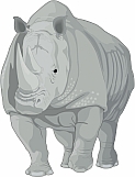 Rhinoceros 02